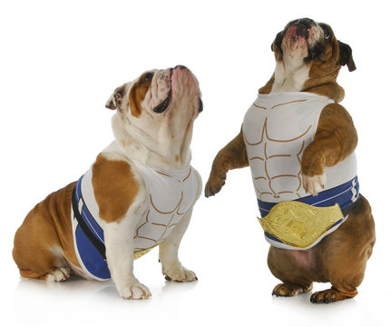 strong dog