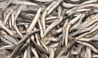 Freshly caught anchovies