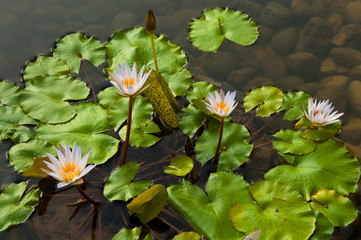 Lotus pond
