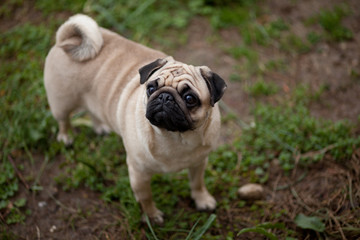 pug