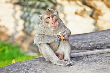 Monkey eating bread