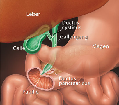 Magen und Gallenblase