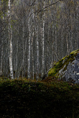 Düsterer Birkenwald