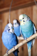 Blue budgie is sitting on a branch in an aviary