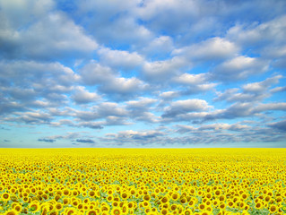 Obraz premium sunflower field