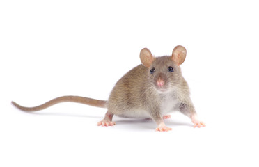 rat