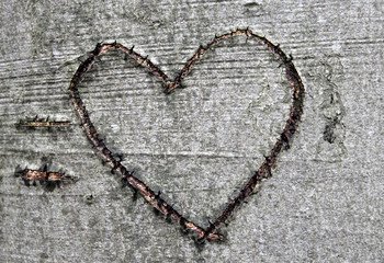 Herzsymbol in Buchenrinde