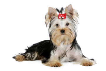 Yorkie puppy on white background