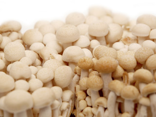 beech mushrooms