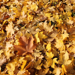 The color composition of fallen autumn leaves.