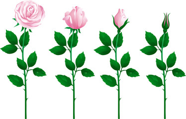Vector set of pink roses