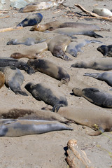 Naklejka na ściany i meble Sea lions at the Pacific Coast, California, USA..
