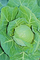 Cabbage