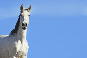 Fototapeta na wymiar White horse portrait