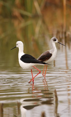 Obraz premium winged stilt