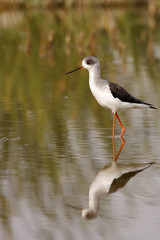 winged stilt