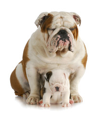 bulldog father and daughter