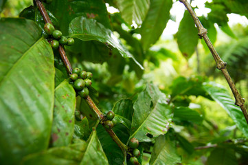 Kaffeeanbau
