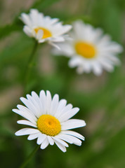 Fototapeta na wymiar White marguerite flowers