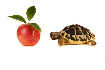 Schildkröte mit Obst Apfel Reptil mit Futter essen