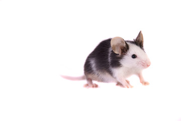 Maus Haustier Nagetier Ratte Kleintier Süß