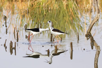winged stilt