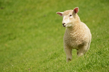 Naklejka na ściany i meble Prime Lamb on green grass