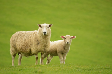 Naklejka na ściany i meble Sheep and Lamb on green grass