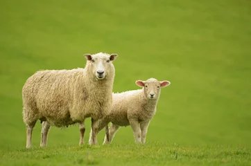 Crédence de cuisine en verre imprimé Moutons Mouton et agneau sur l& 39 herbe verte