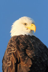 Bald Eagle (haliaeetus leucocephalus)