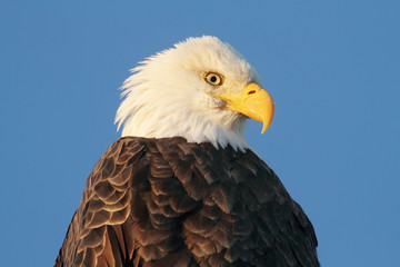 Bald Eagle (haliaeetus leucocephalus)