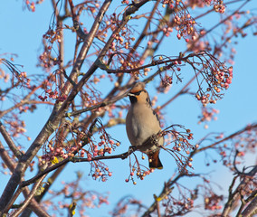 Waxwing and Rowanberries