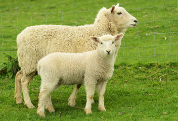 sheep and lamb