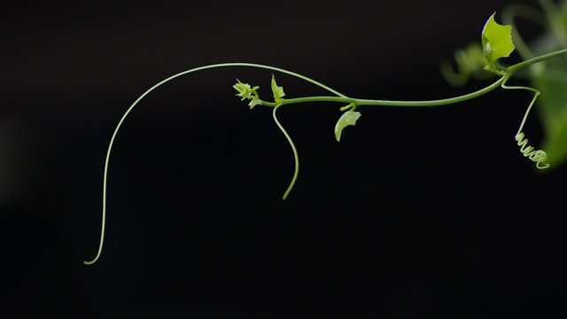 Coccinia Grandis