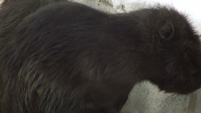 scratching beaver