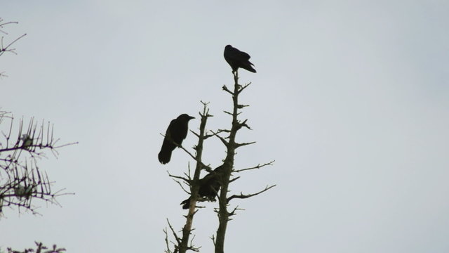 crow in the top of trees