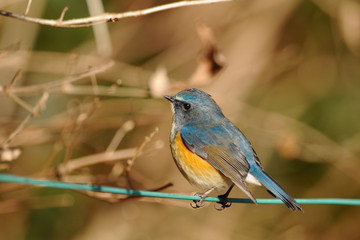 電線のルリビタキ