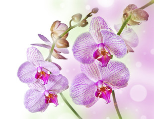 two pink orchids and empty space for text