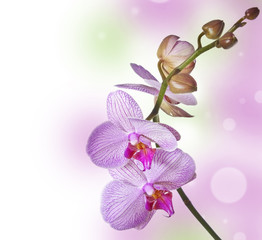 pink orchid and empty space for text