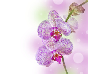 pink orchid and copy space for text