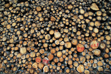 Oak Tree Logs stacked ready for transport