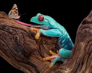 Foto auf Acrylglas Frosch Frosch versucht Schmetterling zu fangen