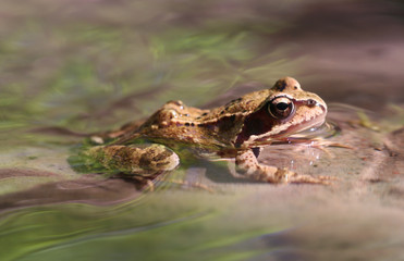 Frog in Creek