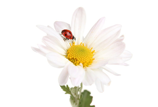 Ladybud sitting on chamomile flower isolated on white
