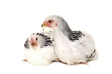Chickens on white background