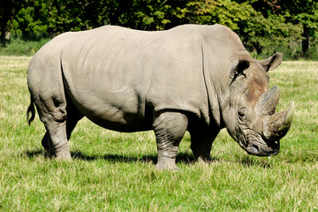 Rhino