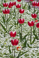 Fototapeta premium Tulips