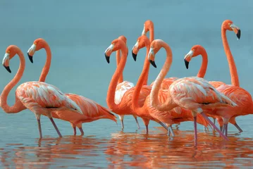 Foto auf Acrylglas Flamingo Flamingos laufen im Fluss.