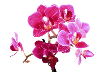 Fototapeta na wymiar Mini Orchidée sur fond blanc
