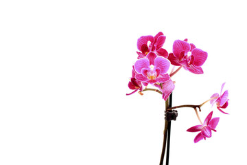 Naklejka na ściany i meble Mini Orchidée